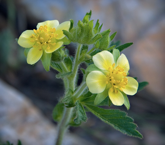 big leaf avens